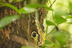 Caligo atreus