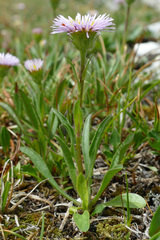 Erigeron neglectus