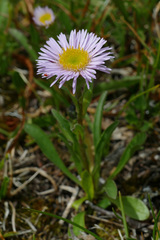 Erigeron neglectus