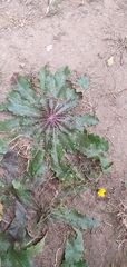 Picris hieracioides