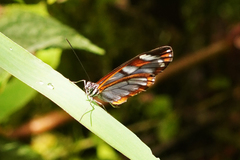 Oleria rubescens