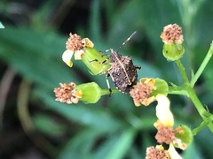 Oncocoris geniculatus