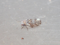 Euglyptoneura robusta