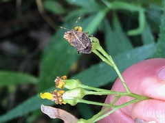 Oncocoris geniculatus