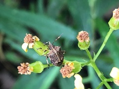 Oncocoris geniculatus
