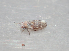 Euglyptoneura robusta