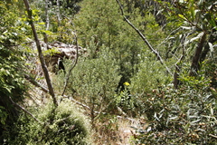 Phylica buxifolia