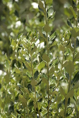 Phylica buxifolia