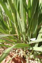 Urochloa brizantha