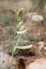 Urochloa brizantha