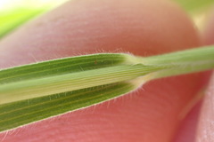 Urochloa brizantha