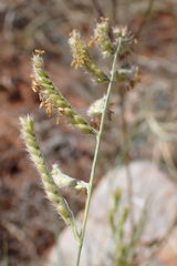 Urochloa brizantha