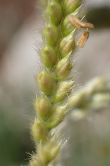 Urochloa brizantha