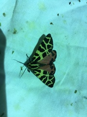 Apantesis incorrupta