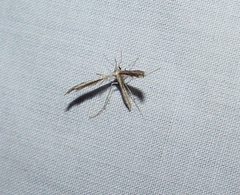 Lioptilodes albistriolatus