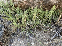 Myriopteris gracilis