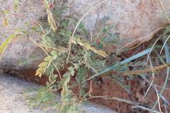 Phyllanthus parvulus