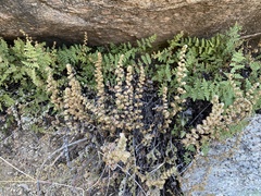 Myriopteris gracilis