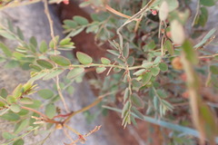 Phyllanthus parvulus