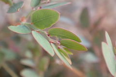 Phyllanthus parvulus
