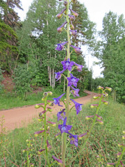 Delphinium × occidentale