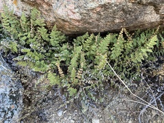 Myriopteris gracilis