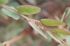 Phyllanthus parvulus