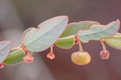 Phyllanthus parvulus
