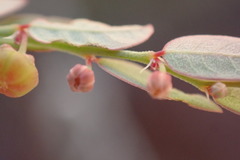 Phyllanthus parvulus