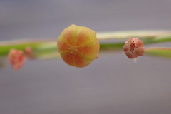 Phyllanthus parvulus