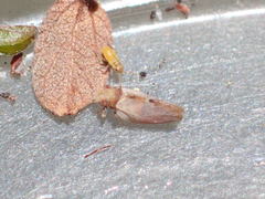 Nyctiphalerus vermiculosus