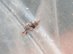 Euglyptoneura robusta