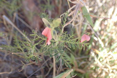Indigofera heterotricha