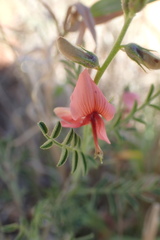 Indigofera heterotricha