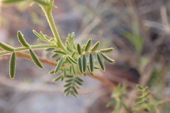 Indigofera heterotricha