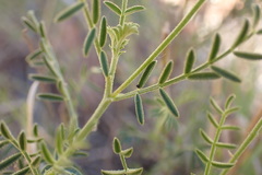 Indigofera heterotricha