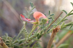 Indigofera heterotricha