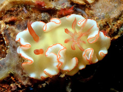 Ardeadoris symmetrica