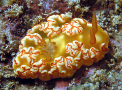 Ardeadoris symmetrica