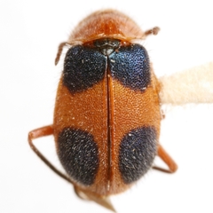 Collops tibialis