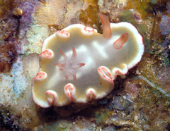 Ardeadoris symmetrica