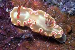 Ardeadoris symmetrica
