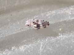 Euglyptoneura robusta