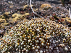 Paepalanthus lodiculoides