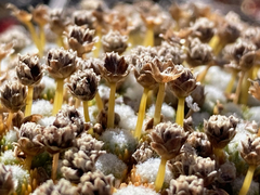 Paepalanthus lodiculoides