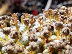 Paepalanthus lodiculoides