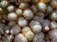 Paepalanthus lodiculoides