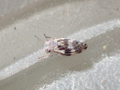 Euglyptoneura robusta