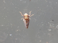 Nyctiphalerus vermiculosus