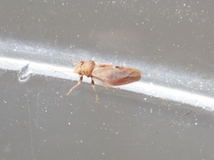 Nyctiphalerus vermiculosus